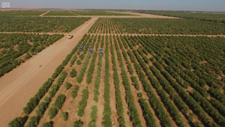 Ghiras project for the cultivation of olive trees in Palestine